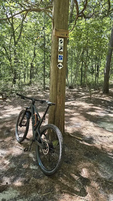 Cathedral pines Picture 8