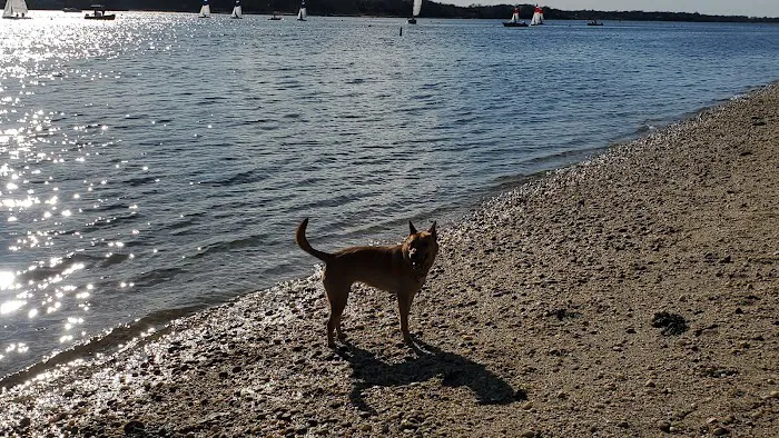 Port Jefferson Dog Beach Picture 6