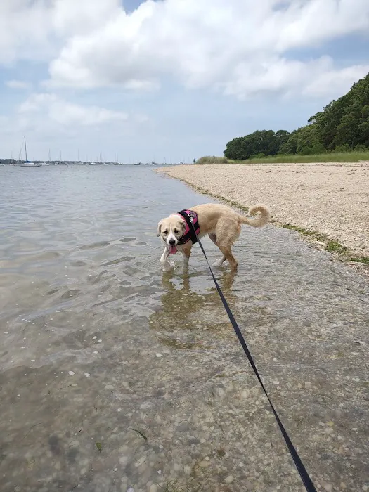 Port Jefferson Dog Beach Picture 7