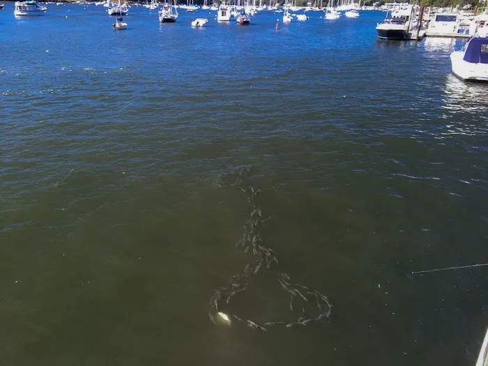 Halesite Marina Picture 5