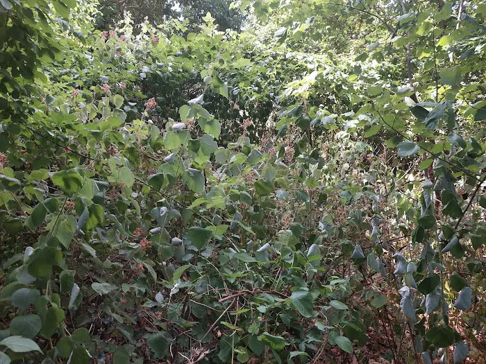 Plainview Old Bethpage community park Picture 10
