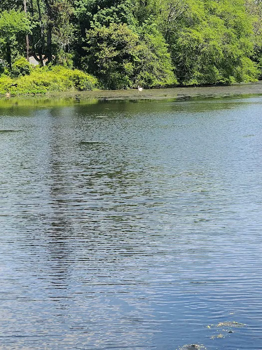 Robinson POND Picture 3