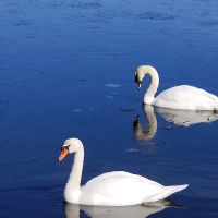 Robinson POND ico