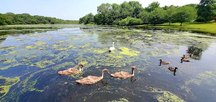 Robinson POND Picture 5