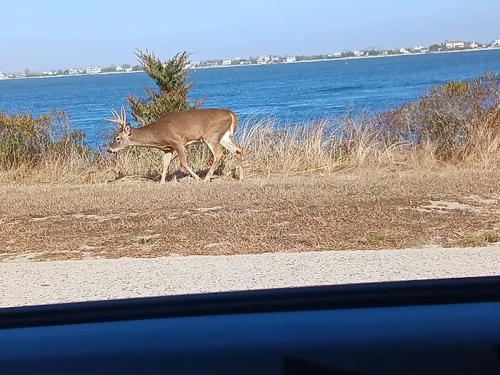 Robert Moses State Park - Long Island Picture 8