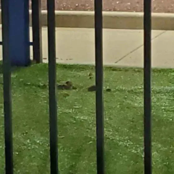 Airport Plaza Dog Park Picture 4