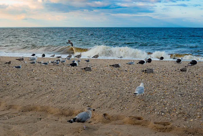Cedar Beach Town Nature Preserve Picture 3