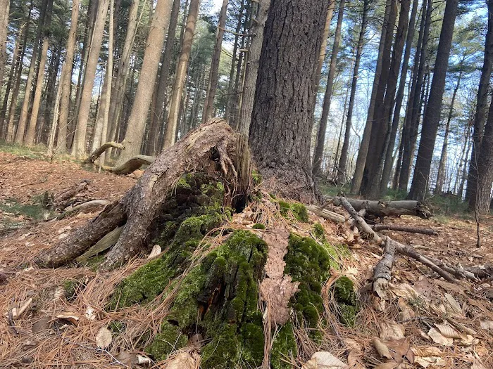 Prosser Pines Nature Preserve Picture 10