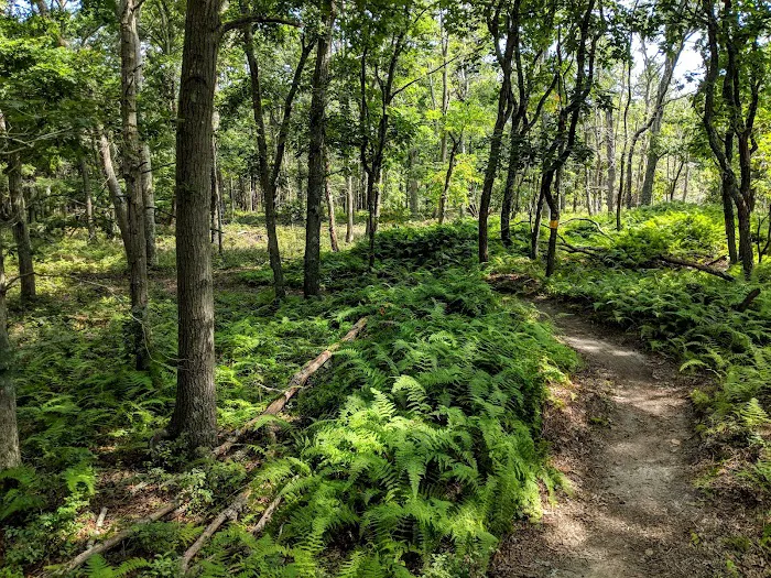 Rocky Point Mountain Bike Trail Picture 3