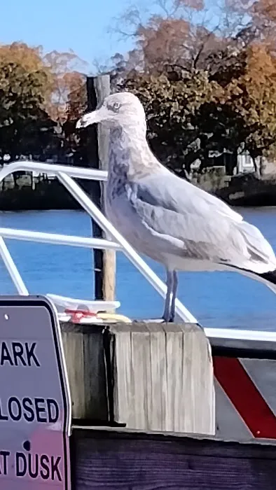 Second Neck Creek Fishing Dock Picture 3
