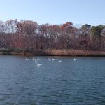 Second Neck Creek Fishing Dock
