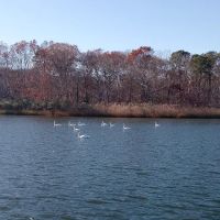 Second Neck Creek Fishing Dock ico