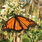 JFK Wildlife Sanctuary