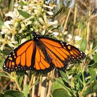 JFK Wildlife Sanctuary ico
