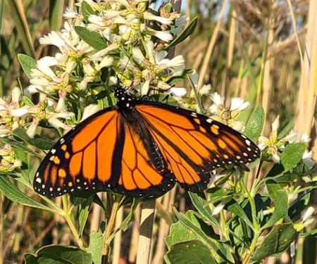 JFK Wildlife Sanctuary