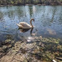 Forest City Community Park ico