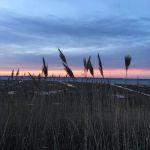 Lido Beach Passive Nature Area