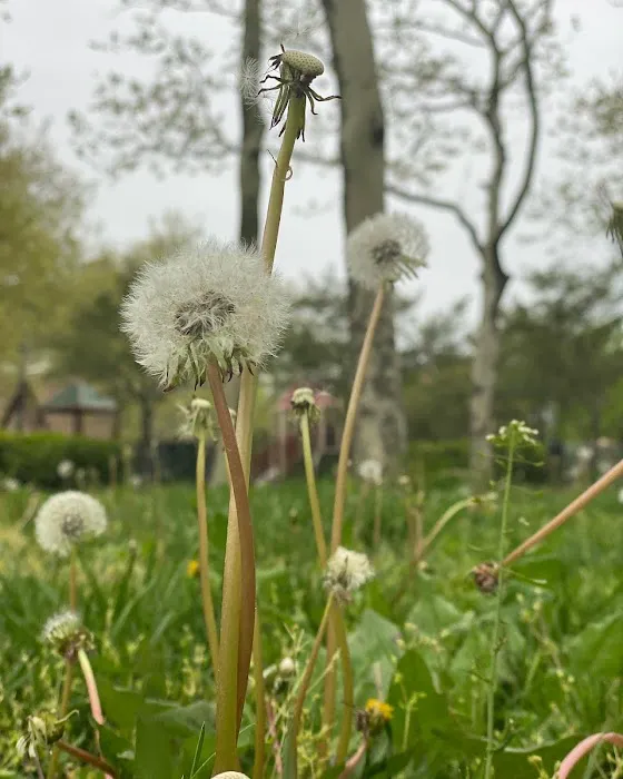 Rochdale Park Picture 4