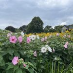 East Hampton Village Green Bioswale