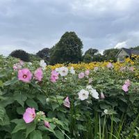 East Hampton Village Green Bioswale ico