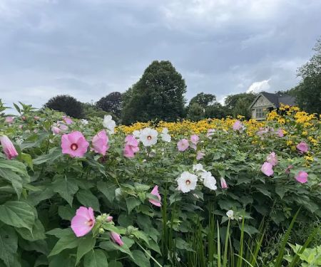 East Hampton Village Green Bioswale