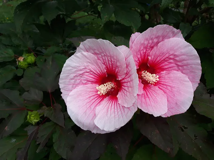 Queens Botanical Garden Picture 2