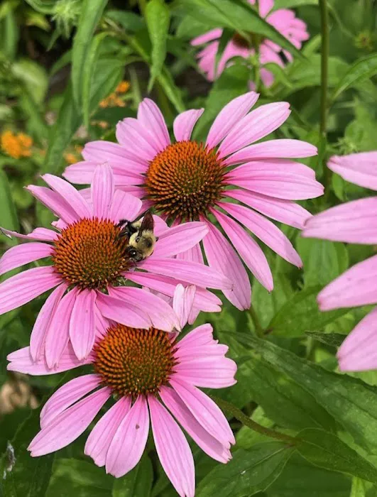 Queens Botanical Garden Picture 3