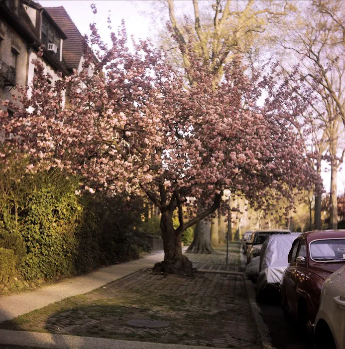 Hawthorne Park Forest Hills Picture 6