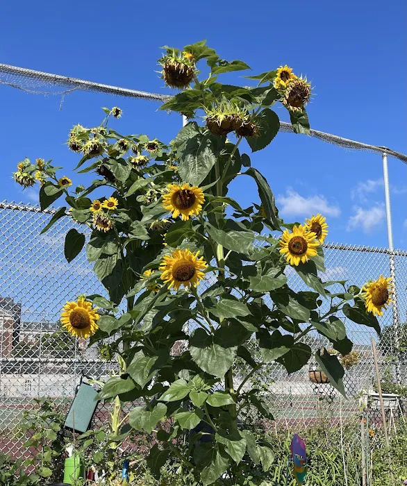Forest Hills Community Garden Picture 10