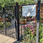 Glover Street Community Garden