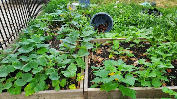 Pelham Academy Garden Picture 1