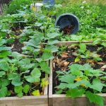 Pelham Academy Garden