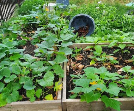 Pelham Academy Garden