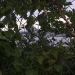 Harding Park Community Garden