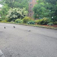 Bronx Unionport Parkchester Park ico