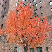 Oval park ico