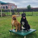 Tail Waggers Task Force