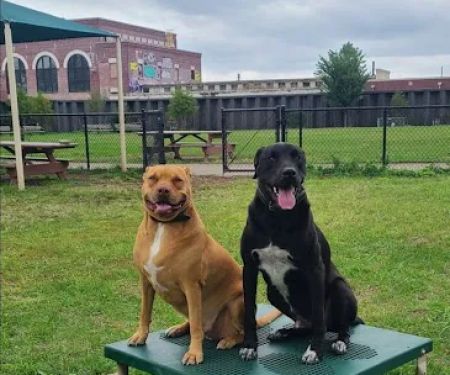 Tail Waggers Task Force
