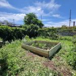 Bay 84th Street Community Garden