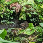 East Hampton Village Nature Trail and Wildlife Sanctuary