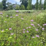 Methodist Lane Bioswale