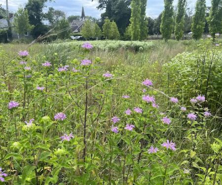 Methodist Lane Bioswale