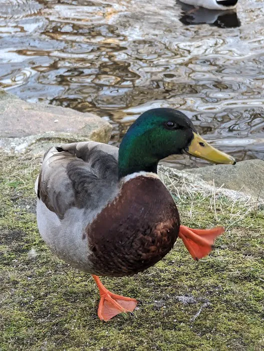 East Hampton Duck Pond Picture 2