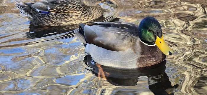 East Hampton Duck Pond Picture 6