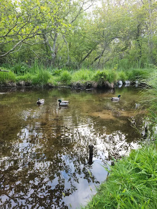 East Hampton Duck Pond Picture 10