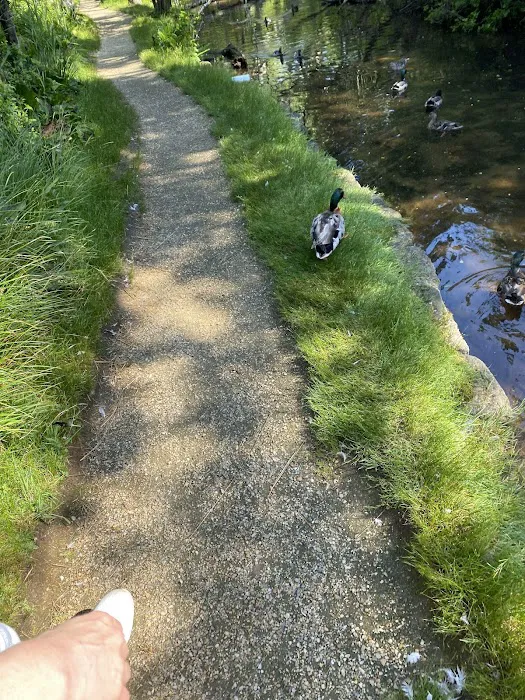 East Hampton Duck Pond Picture 7
