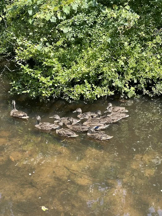 East Hampton Duck Pond Picture 8