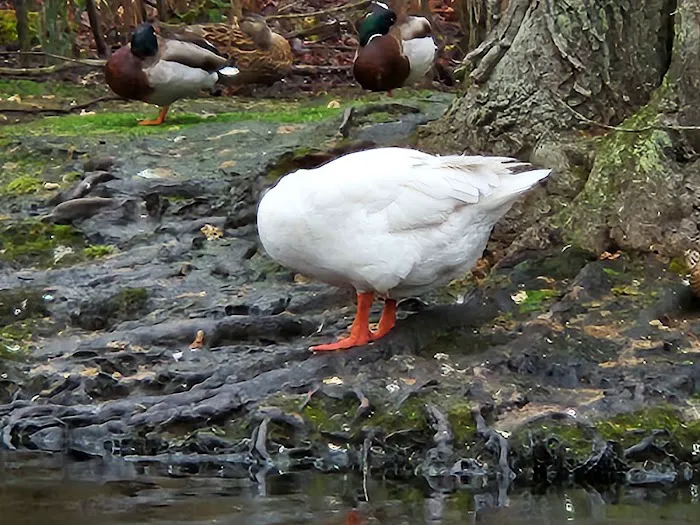 East Hampton Duck Pond Picture 1