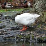 East Hampton Duck Pond