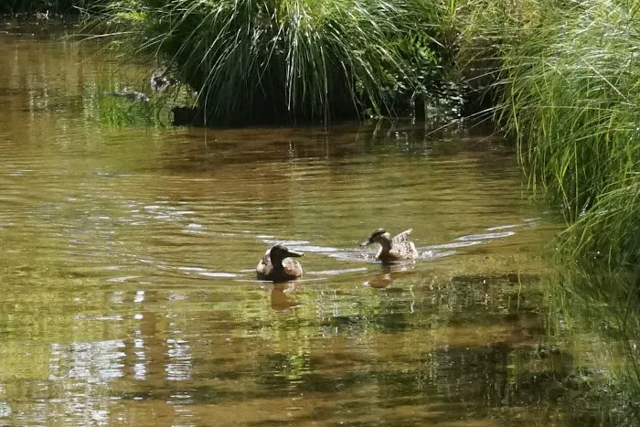 East Hampton Duck Pond Picture 3